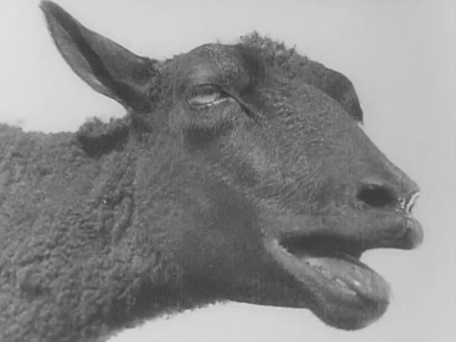 1929.总路线.默片中字黑白 高清 苏联剧情 豆瓣8.2  The.General.Line.D9.MiniSD-TLF
