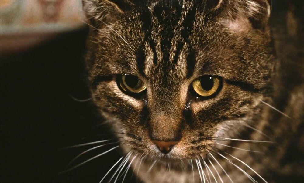 1971.猫 彩色 中字 高清 法意剧情 豆瓣8.5  Le Chat