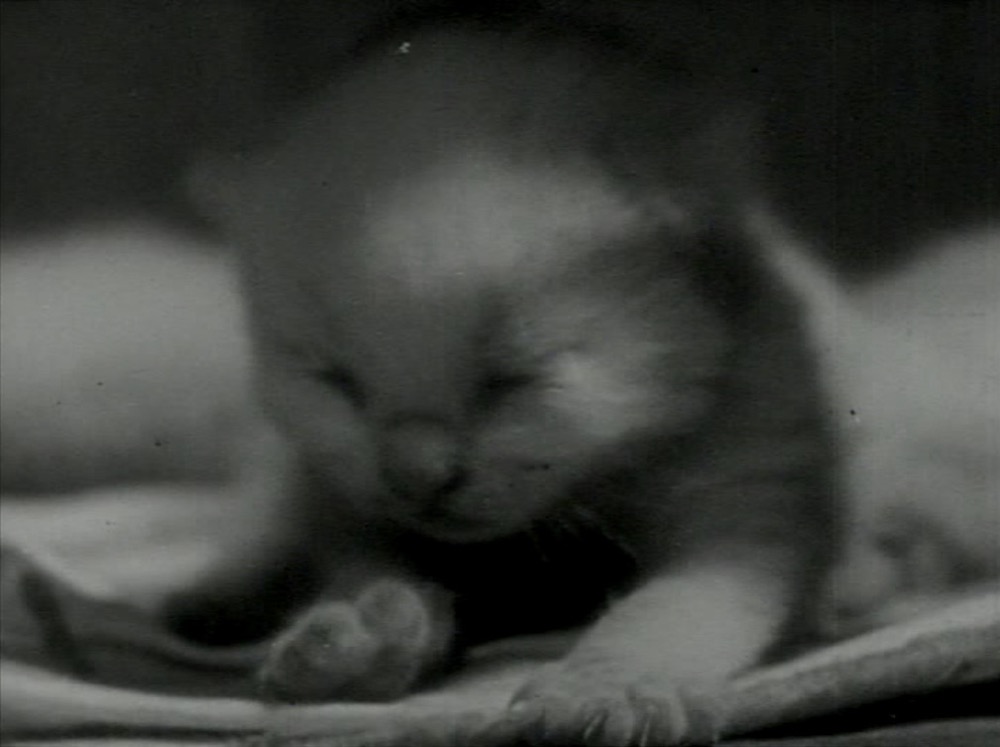 1944.猫的私生活 黑白无字 美国记录短片 高清 豆瓣8.3 The.Private.Life.of.a.Cat